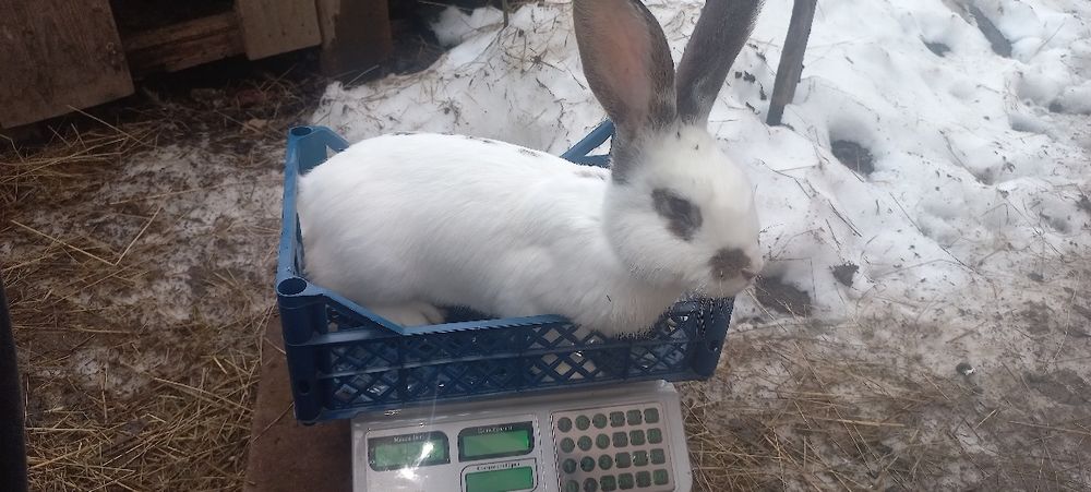 Продам кроликів різних порід,самки і самці.