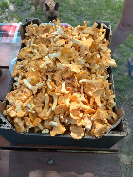 Świeże kurki 4,5 kg