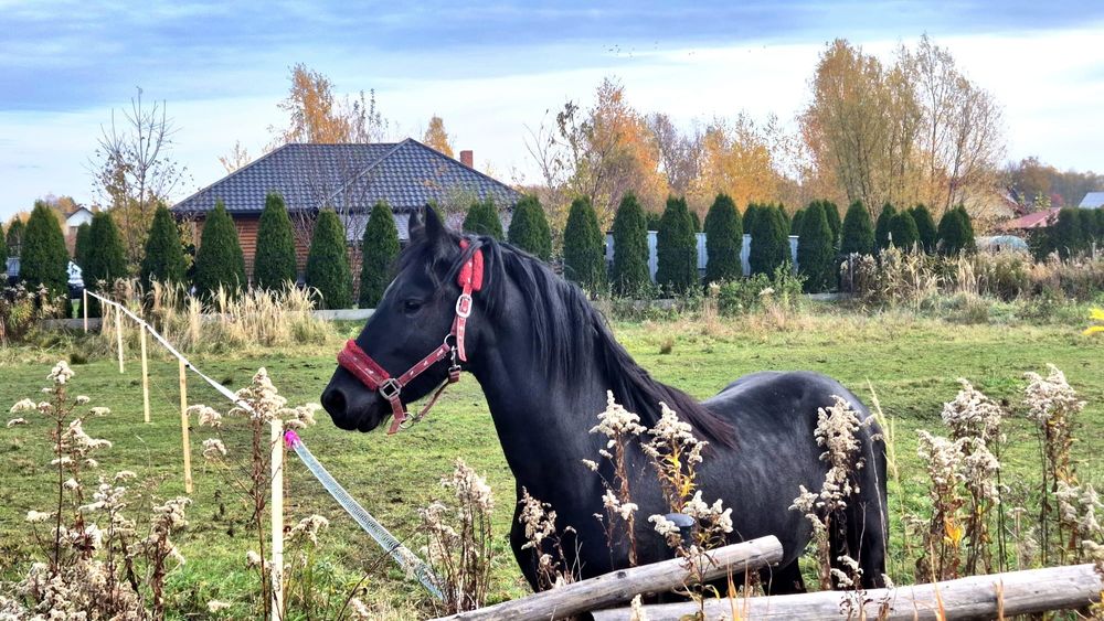 CHARLIE - Ogierek Fryzyjski, Fryz - Paszport Holenderski