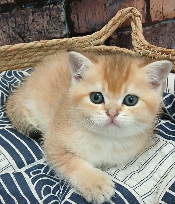Кошенята золотої шиншили