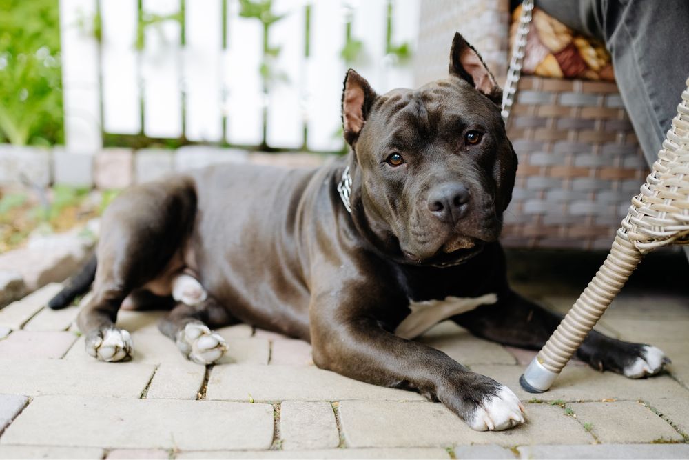 Американский булли , вязка