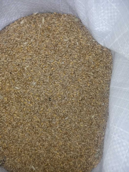 Sprzedam sucha kukurydzę i zboża