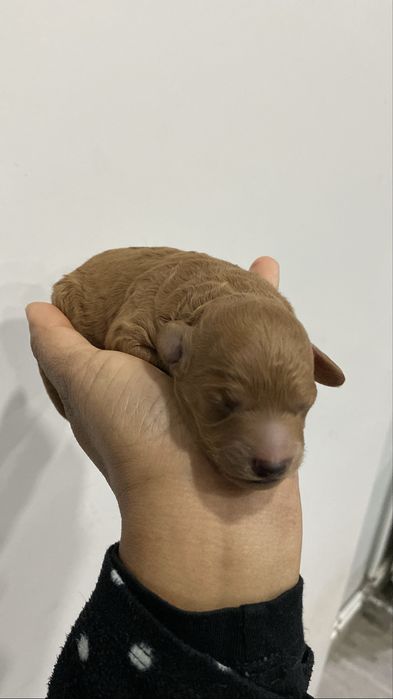 Lindo puppy de Caniche/Poodle medio procura novo dono!!!