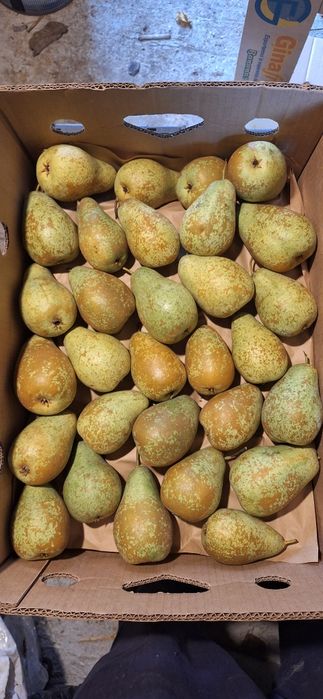Продам домашні груші.!