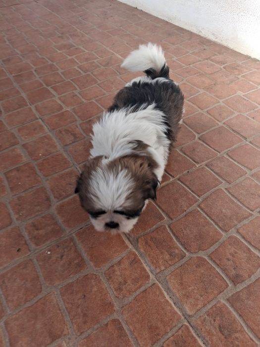 Shih tzu ( macho)