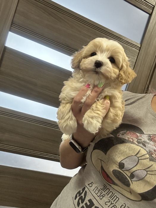 Красавчик мальтипу мальчишка