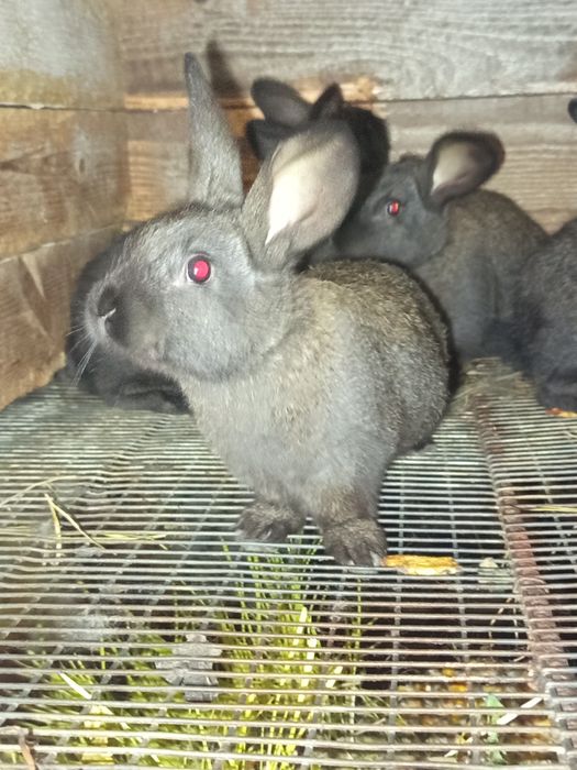 Пропоную вашій увазі кроликів середніх порід