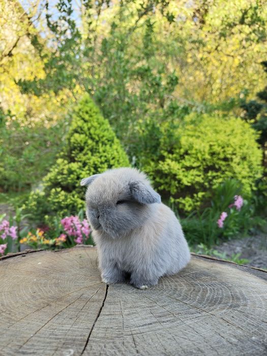 Króliczek Mini Lop, karzłek teddy, karzełek, miniaturka.