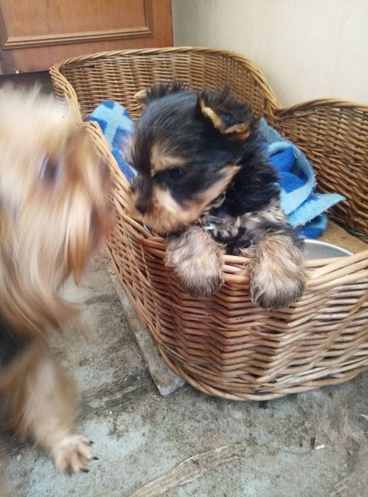 Детишки йорики мальчики и девочка