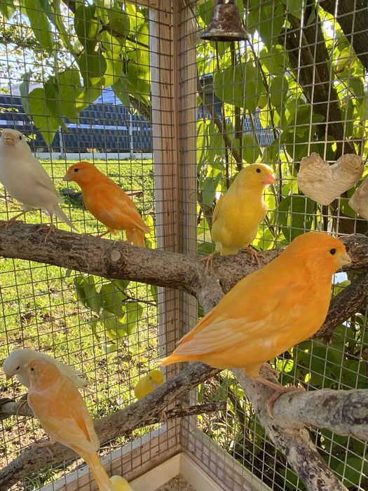 Kanarek, kanarki na sprzedaż