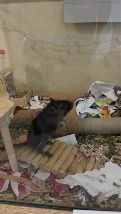 Миша піщанка пара самок монгольська мишка