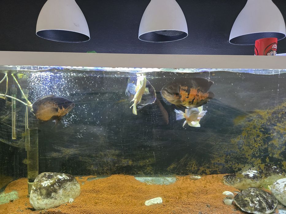 5 peixes Oscar Adulto