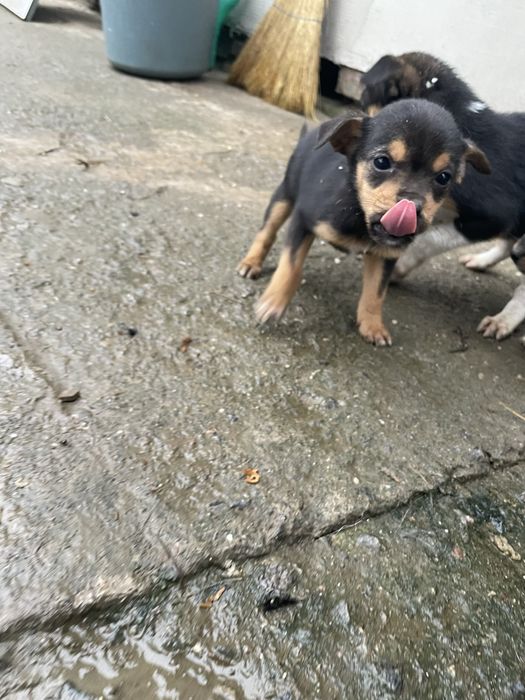 Собачки дівчатка