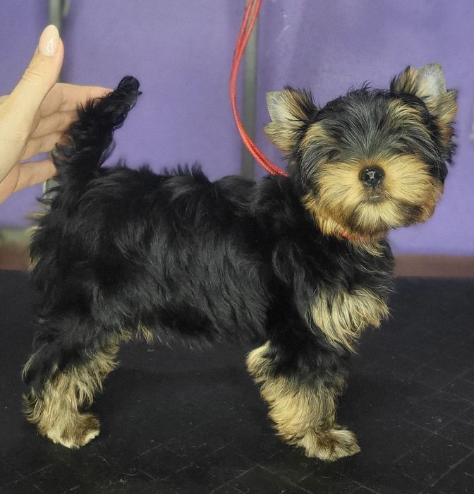 Породні цуценя йоркширських тер'єрів