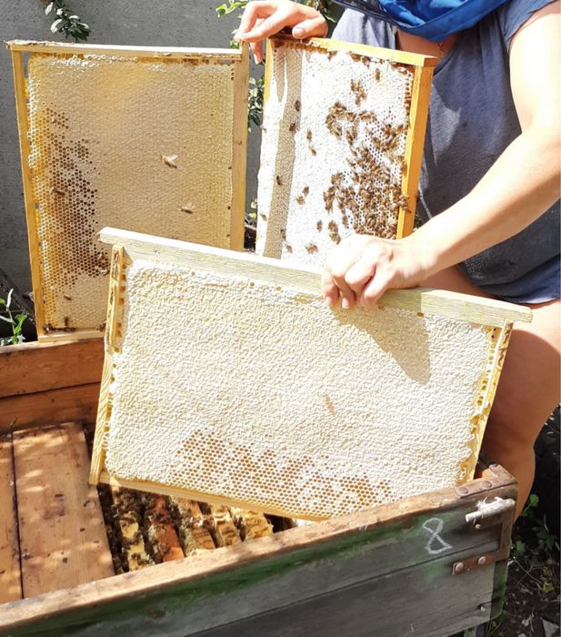 Продам бджолопакети