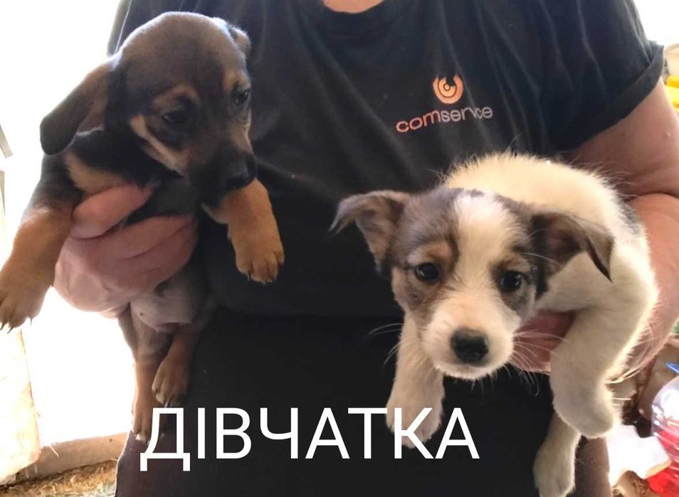 Віддам в люблячі руки