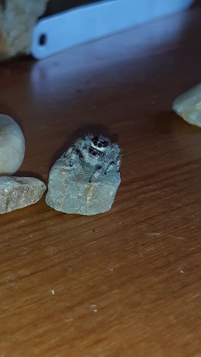 Phidippus regius white bahamas L9 samiec