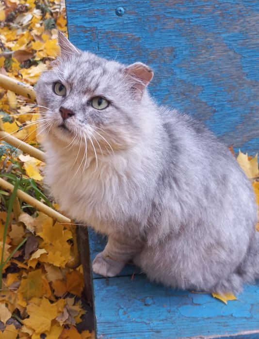 Жоржик шукає родину