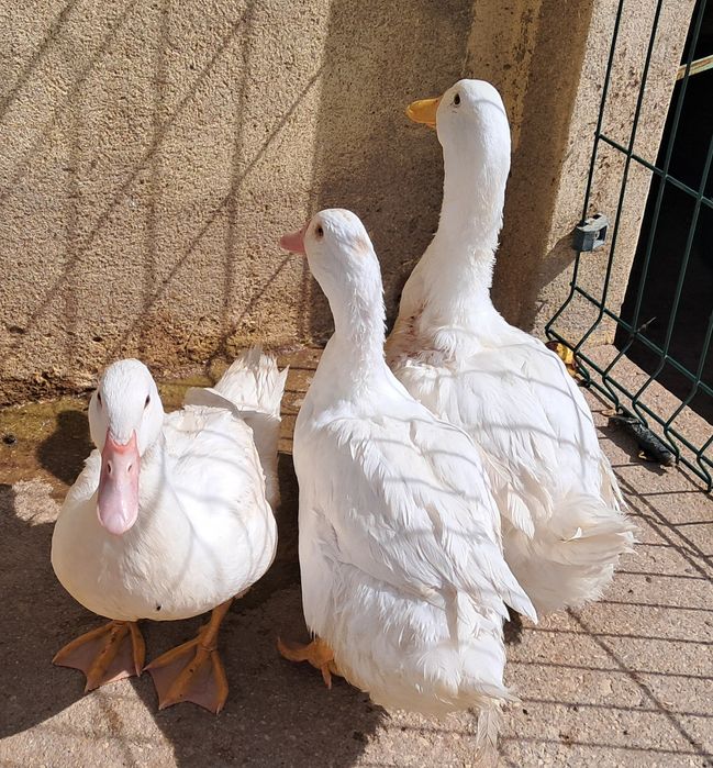 3 patos brancos adultos