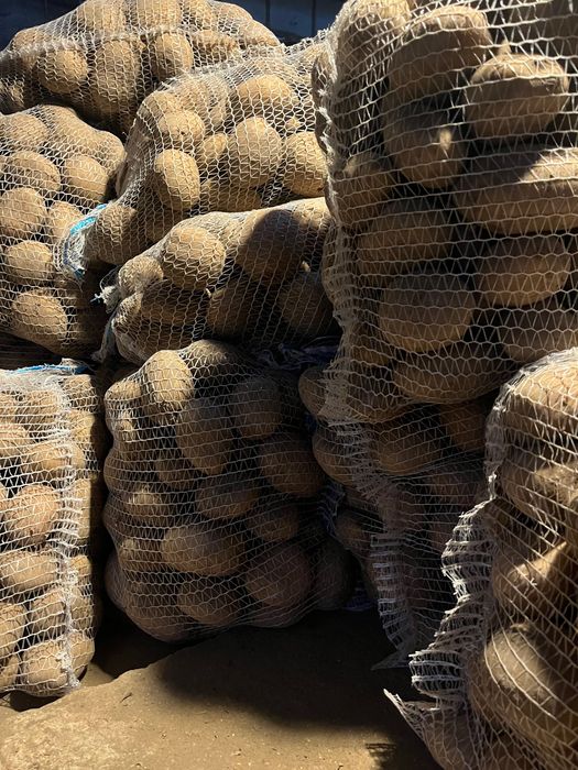 Ziemniaki vineta jadalne