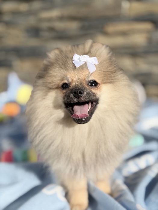 Lulu da Pomerânia menino Micro Miniatura com Lop e Afixo