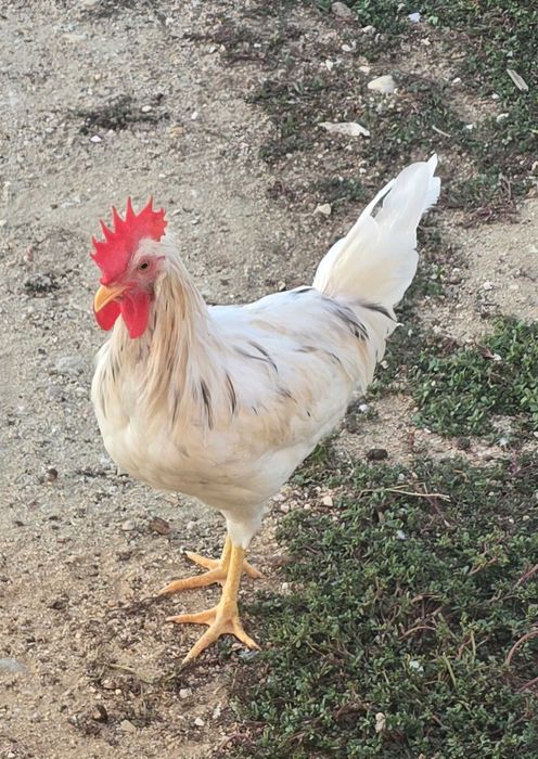 Frangos cream legbar e leghorn