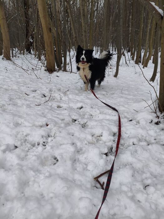 Niezwykły Border Collie - mądry, radosny i piękny puchaty Collie