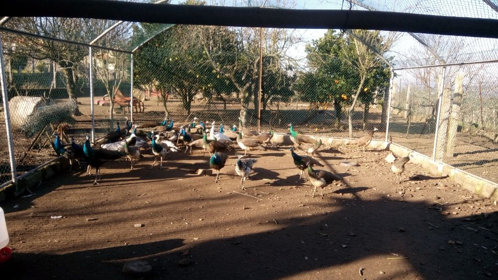 Vendo pavões várias raças