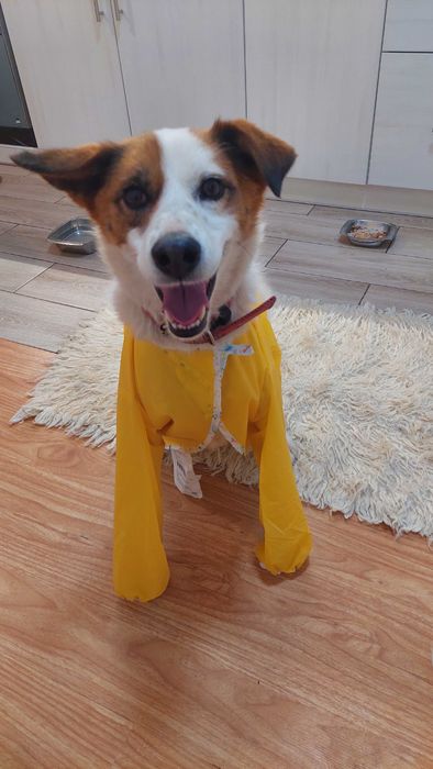 Молода мисливська собака шукає дім