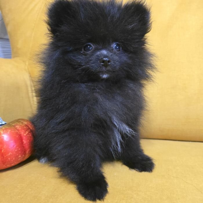 Szpic miniaturowy pomeranian mini chłopiec juz do odbioru