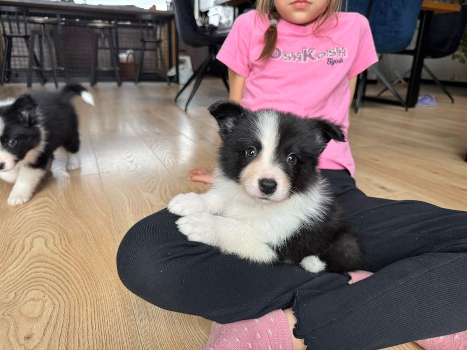 Border Collie FCI piesek czarno-biały ZKwP