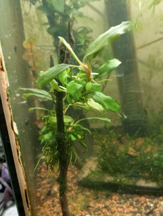 Bucephalandra shin blue, deep perple