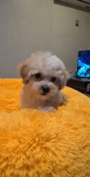 Малята мальтіпу мініки