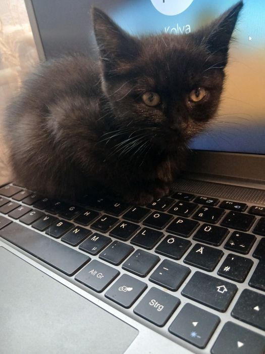 Отдам котят в хорошие руки