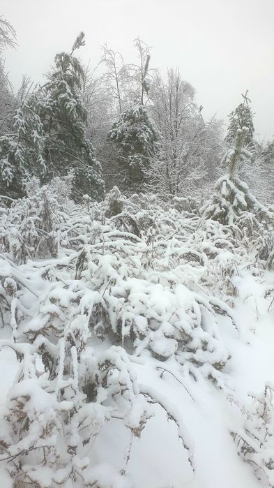 Малютянка. Ділянка 12соток(ОСГ) 600$/сот.