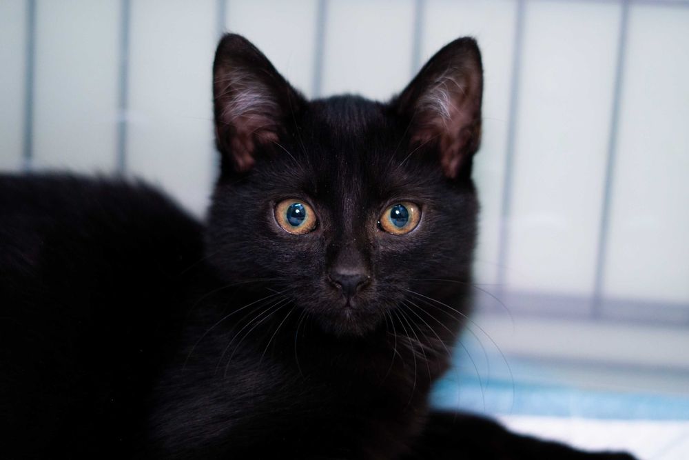 Jaś - kot do adopcji