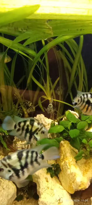 Pielęgnice Papuzie Blue Tiger