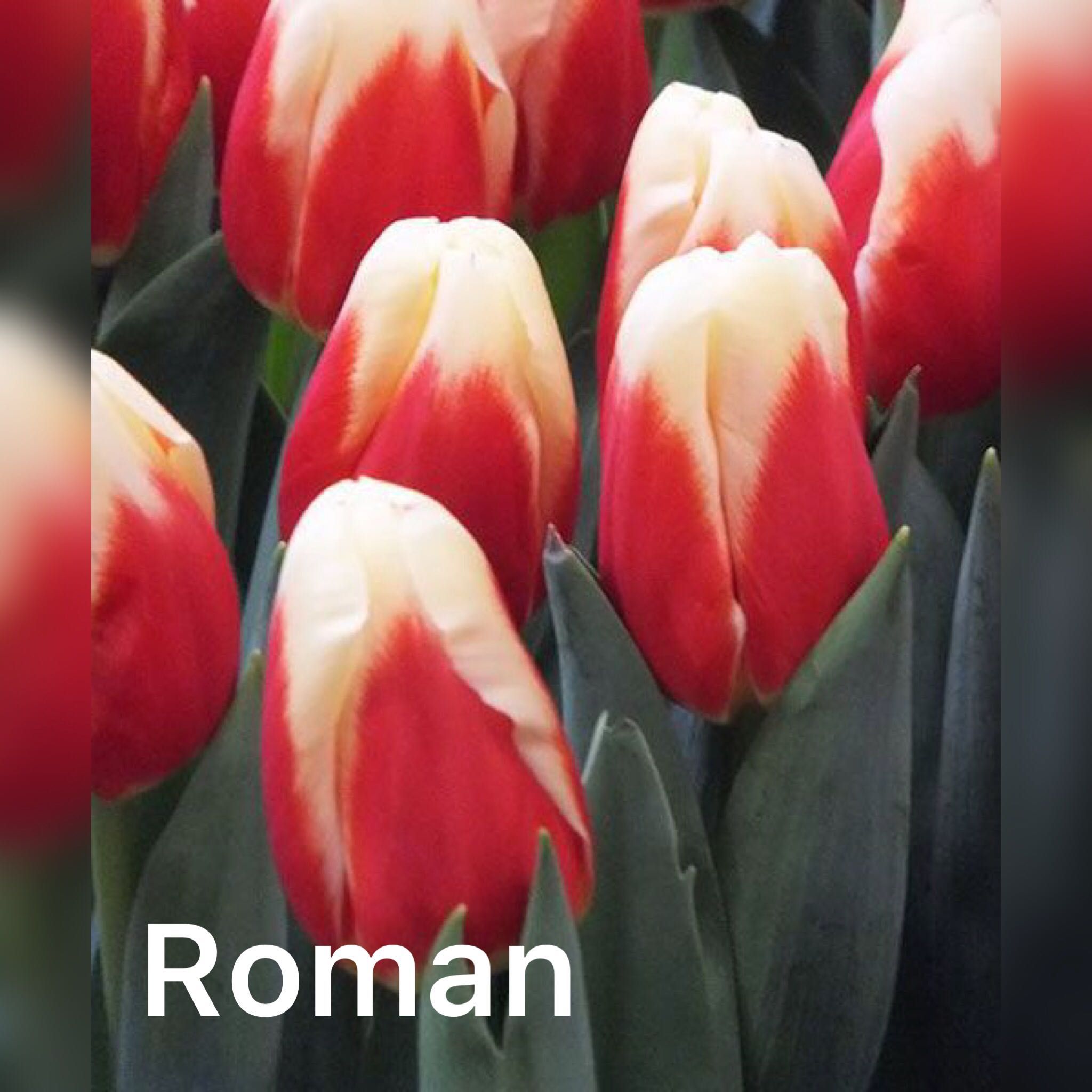 Тюльпан Roman Empire