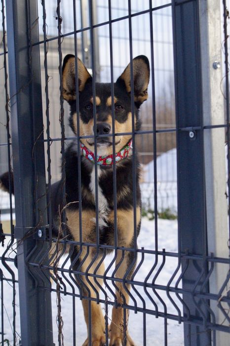 Timo nieduży kundelek