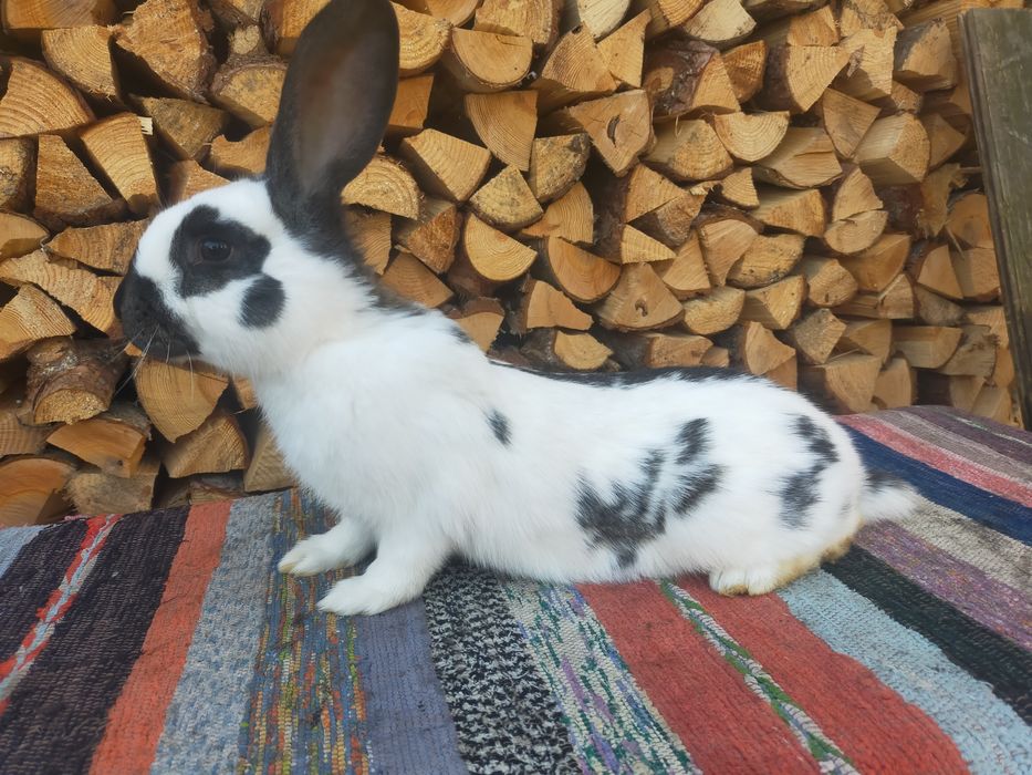 Кролики. Строкачі та Шиншила.