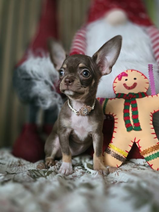 Chihuahua suczka choco tricolor *** Mocha*** Gotowa do odbioru