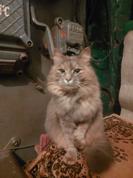 Кошечка с шахты бесплатно. Котенок. Котята. Кошка. Даром.