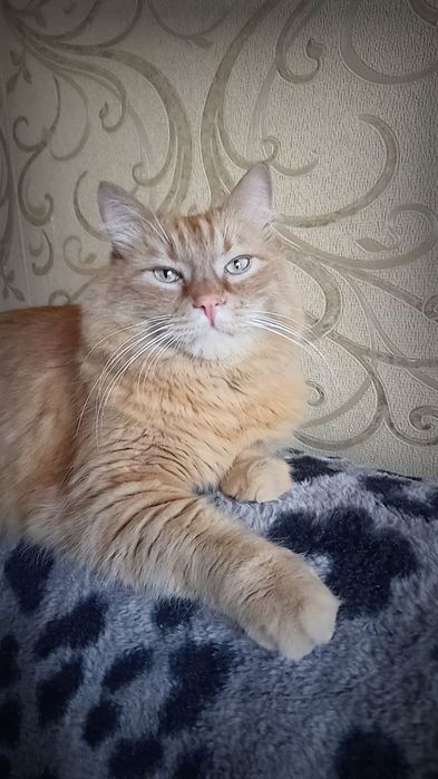 Кіт в добрі руки