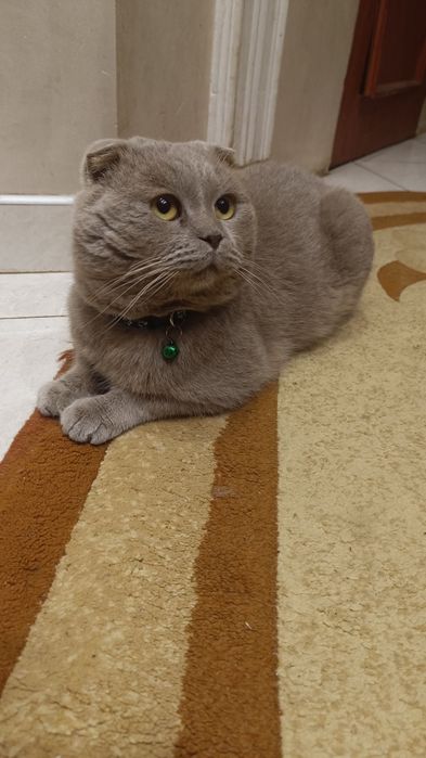 В'язка/ шотландський веслоухий котик