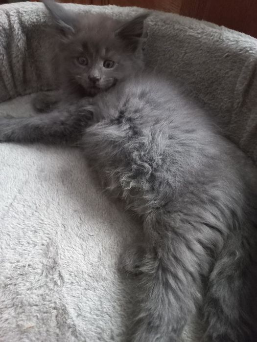 Kocurek Maine Coon Blue Solid