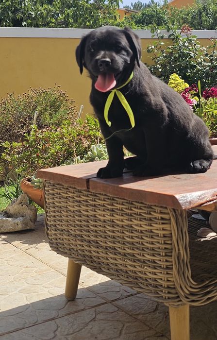 Labrador retriever  Alta qualidade