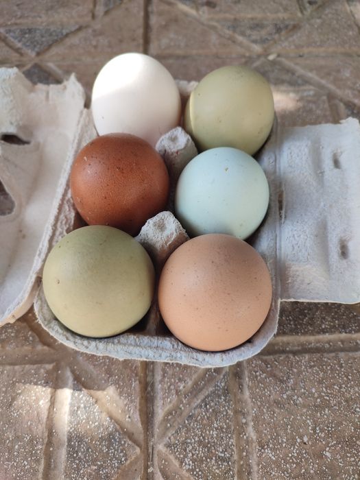 Ovos azuis, verdes,brancos, chocolate e  normal caseiros para consumo