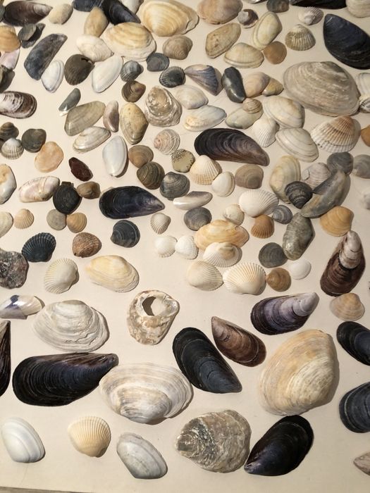 Ракушки, рапаны для аквариума