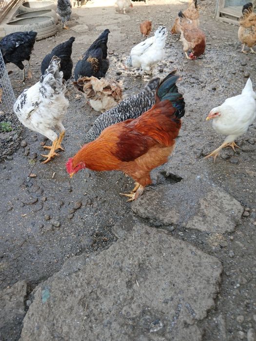 Продам молодого півня