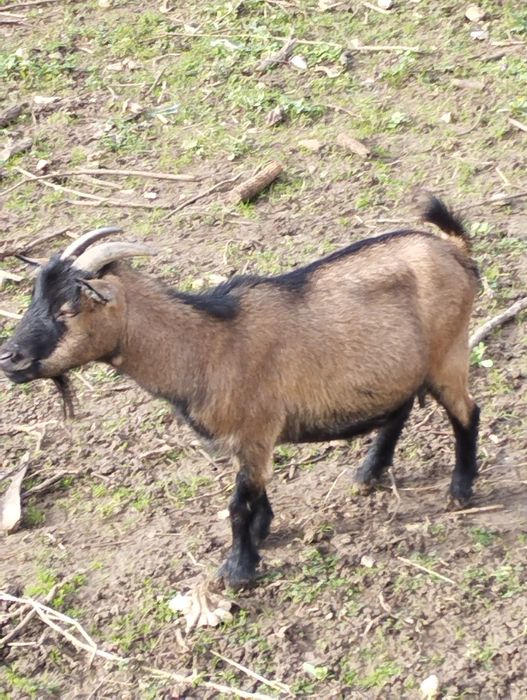 Vendo cabra Ana adulta